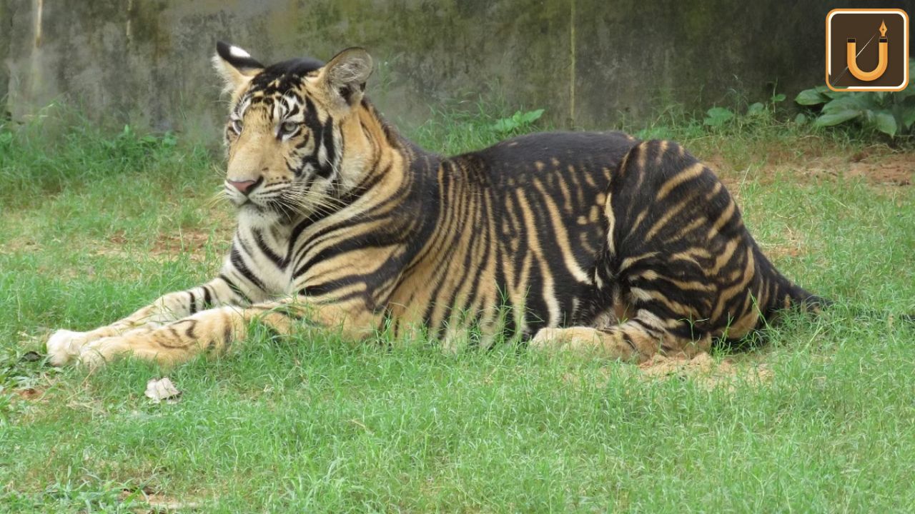 Usthadian Academy / World’s First ‘Black Tiger Safari’: Odisha’s CM Naveen Patnaik Announces | 26 jan 2024 Usthadian Academy / World’s First ‘Black Tiger Safari’: Odisha’s CM Naveen Patnaik Announces